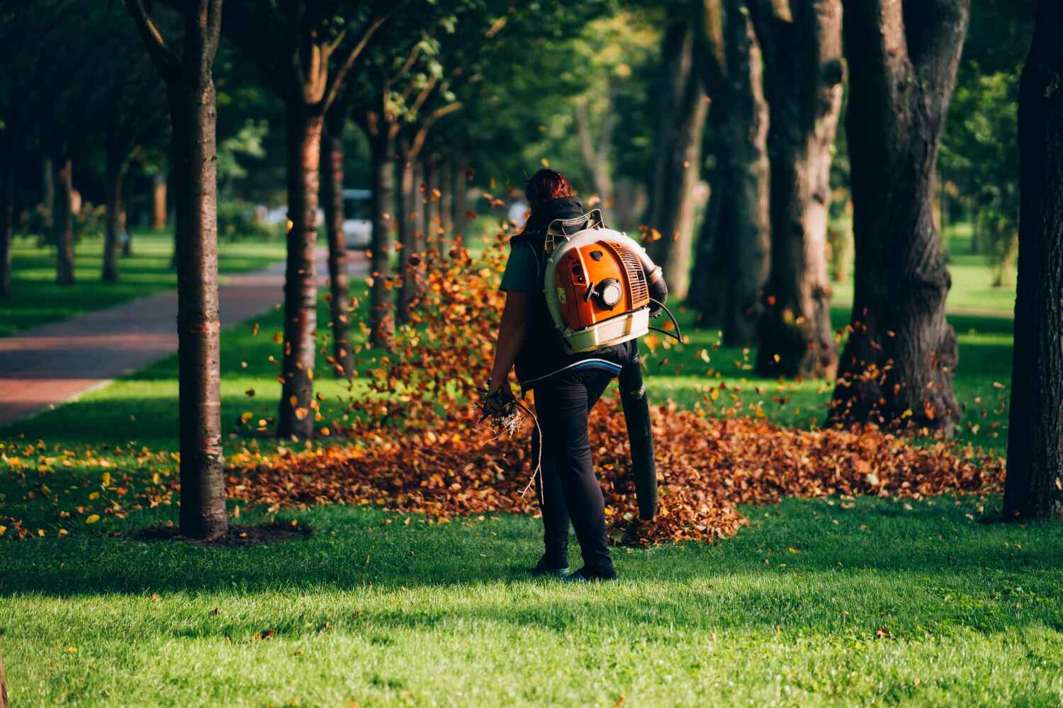 The Steps Involved in Our Tree Care Process in Hedwig Village, TX